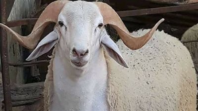 خروف العيد