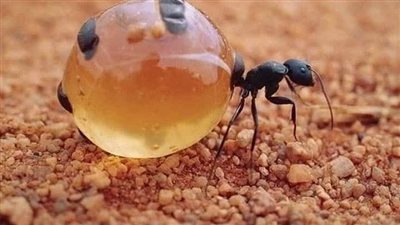 ذكروا ان سليمان عليه السلام كان جالسا علي الشاطئ