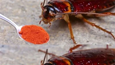 افضل الخلطات للتخلص من النمل والصراصير