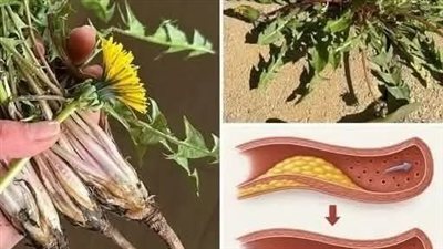 عشبة تنظيف الرئة